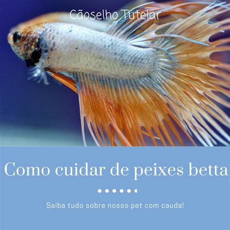 Como Cuidar De Peixinhos Betta