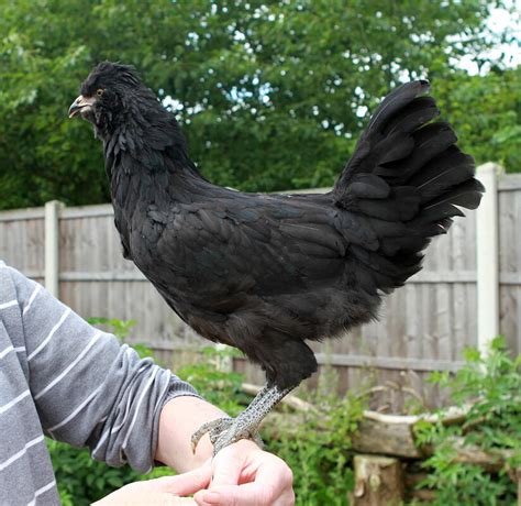 Araucana For Sale | Chickens | Breed Information | Omlet