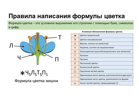 Презентация по биологии Формула цветка