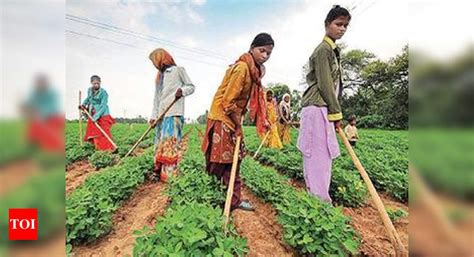 Gujarat Farmers Banking On Groundnut Cotton Ahmedabad News Times