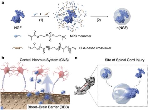 Design And Synthesis Of Ngf Nanocapsules For Cns Repair After Injury