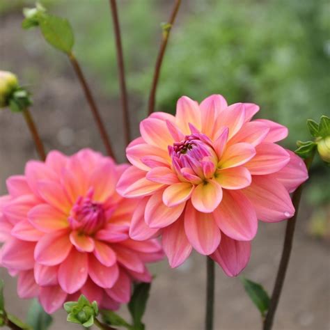 Dahlia Season Has Begun One Of The First To Bloom Is Great Silence A