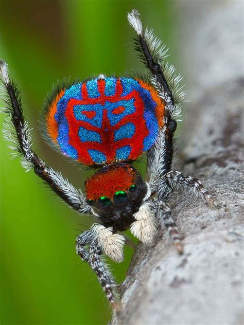 Peacock Jumping Spider