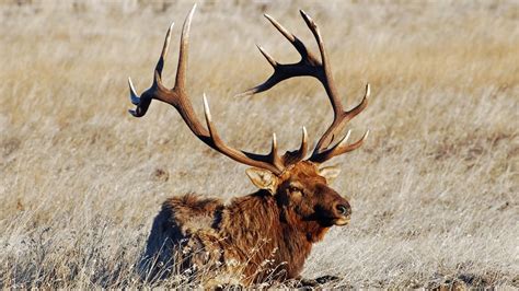 Watch Giant Bull Elk Casually Leap Over Fence To Shock Of Estes Park