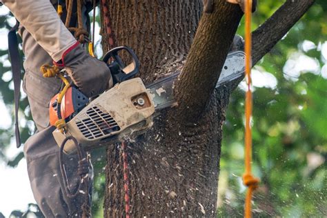 Gallery Of Ottawa Tree Care Services Croft Tree Experts