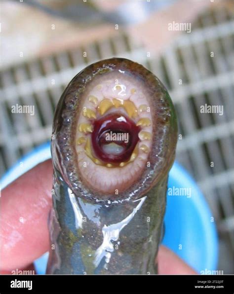 Tooth Pattern Of An Adult Pacific Lamprey The Pacific Lamprey Is A