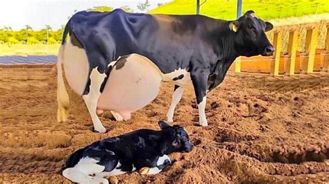 World Highest Milking Holstein Friesian Cows In Pakistan And Indian