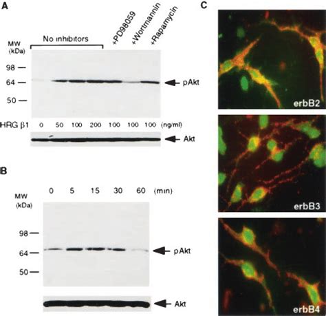 Effect Of Hrg On Akt In Primary Cultures Of Oligodendrocyte