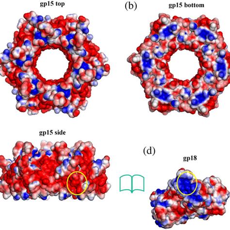 Structure of bacteriophage T4. (a and b) Surface-shaded views of T4 ...