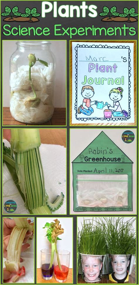 plants science experiments - Lessons for Little Ones by Tina O'Block