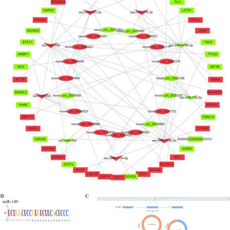 Construction Of Potential Circrna Mirna Mrna Regulatory Network A