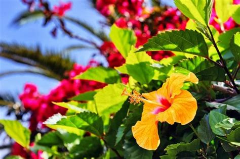 The Hibiscus Flower: Exploring its Rich Symbolic Landscape - Petal Republic