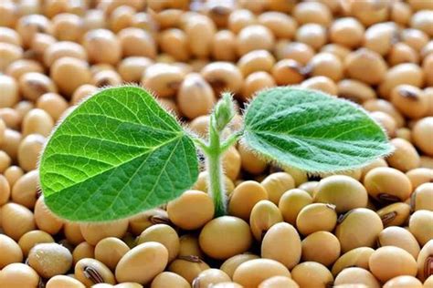 What To Know About Soy