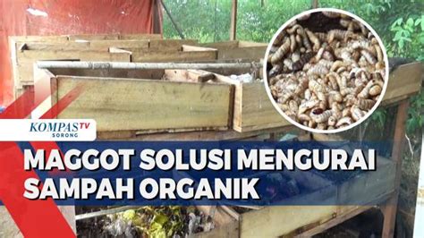 Dinas Lhkp Mulai Gunakan Cara Budidaya Maggot Tangani Masalah Sampah