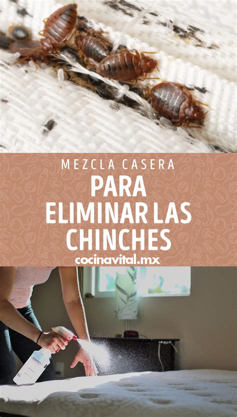 Mezcla Casera Para Eliminar Chinches De Cama R Pidamente Artofit