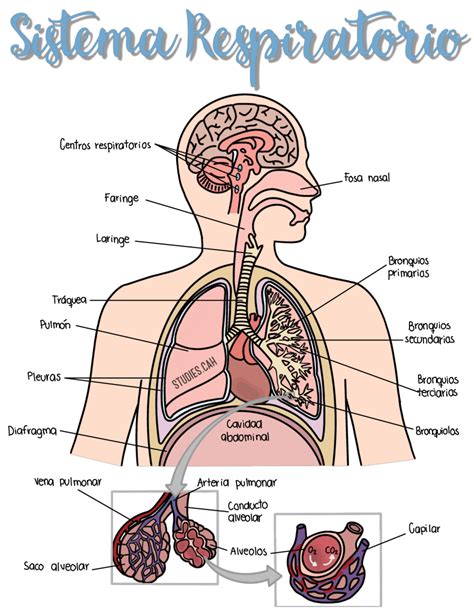 Sistema Respiratório Para Imprimir FDPLEARN