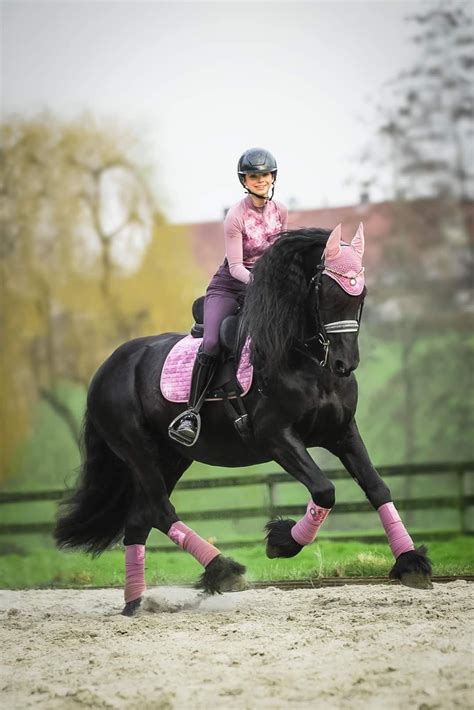 Big Horses Black Horses Cute Horses Horse Love Beautiful Horses