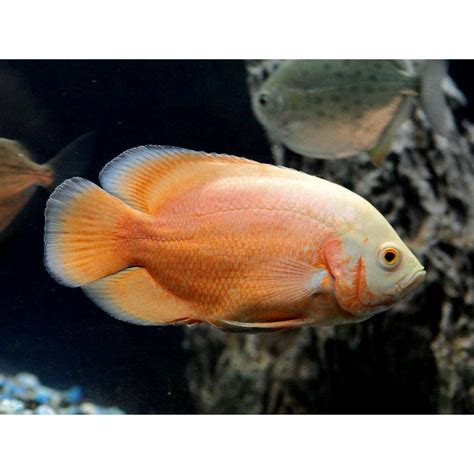 Red Albino Oscar Fish – fishykart.com