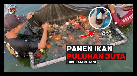 SERUUUU Begini Proses Panen Ikan Mas Koki Goldfish Di Kolam YouTube