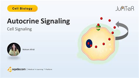 Cell Signaling - Autocrine Signaling