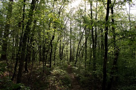 Caney Creek Trail West Ouachita Forest 11 Mi Oandb Arklahoma Hiker