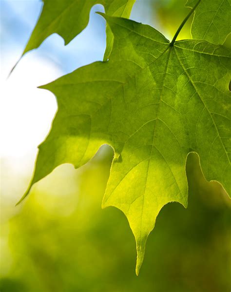 Black Maple - Self-Guided Walking Tours - University of Maine