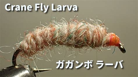 Crane Fly Larva ガガンボ ラーバ YouTube