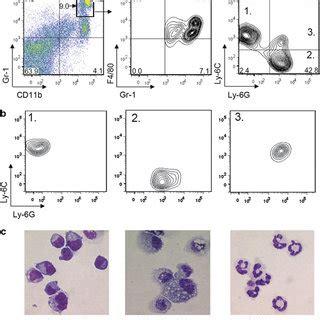 Distinct Myeloid Cell Subsets With Surface Phenotypes Characteristic Of