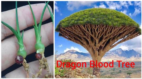 Facts Of Dragon Blood Tree In Urdu Hindi || Dracaena, 56% OFF