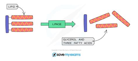 Cie Igcse Biology Enzymes In Digestion