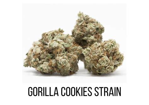 Gorilla Cookies Strain – The Ultimate Guide - Marijuana Science