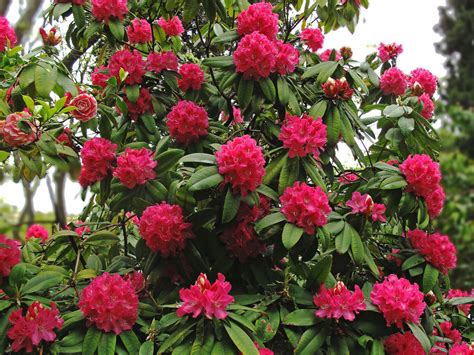 Rhododendron arboreum (Tree Rhododendron) - World of Flowering Plants