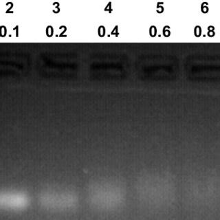 Agarose Gel Electrophoresis Retardation Assay Of Peg Ss Pll Sirna