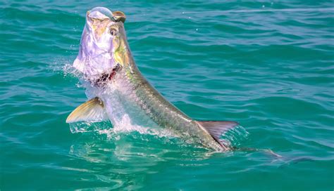 Watch Bonefish & Tarpon Trust For Free | WAYPOINT TV 