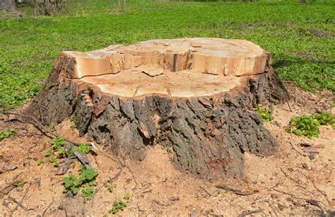 grind tree stump cost 3