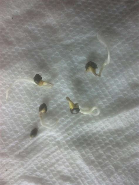 Germinating Your Cannabis Seeds: The Soil Technique – Cannabis Hemp Blog