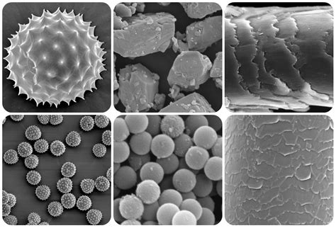 Highlighted Capability Scanning Electron Microscopy Sem