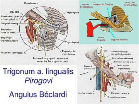 Ppt Arterial System Systema Arteriarum Powerpoint Presentation Free