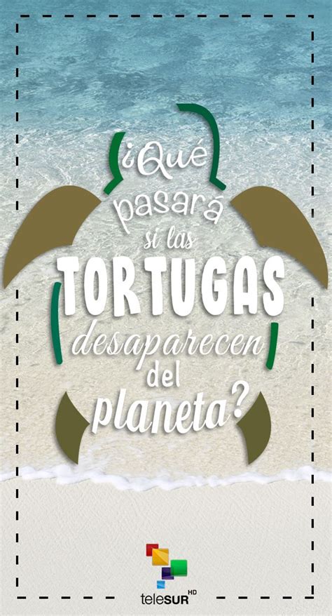 Qué pasaría si desaparecen las tortugas del mundo Tortugas