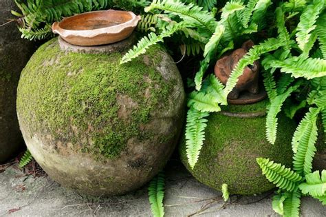 Premium Photo Clay Pot With Green Moss And Fern Gardening