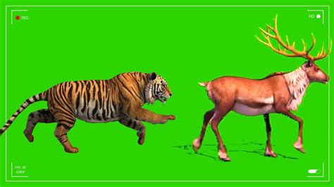 Green Screen Tiger Video Copyright Free Video Green Screen Tiger