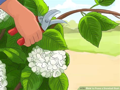 Kartopu Nasıl Budanır? - Enfidan.com