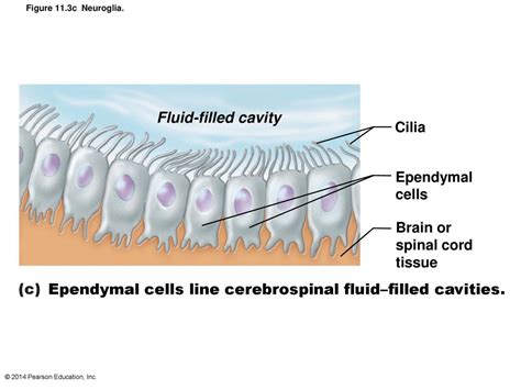 Ependymal Cells Diagram