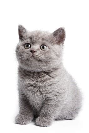 20 Grey Kitten Names To Cherish Forever!