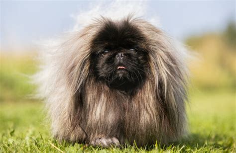 Pekingese 이미지 찾아보기 38766 스톡 사진 벡터 및 비디오 Adobe Stock