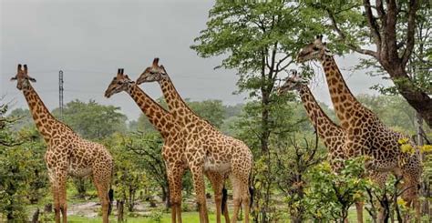 Full Day Hluhluwe Imfolozi Game Reserve Tour From Durban Getyourguide