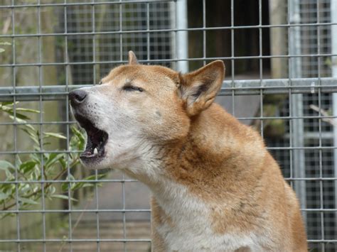 New Guinea Singing Dog 'Singing' - ZooChat