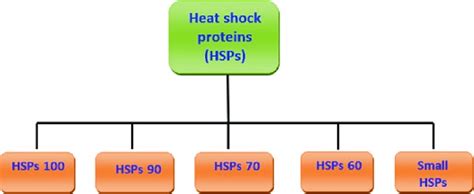 1 Classification Of Heat Shock Proteins Hsps Download Scientific