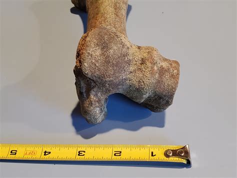 Bone Found In Tn Fossil Id The Fossil Forum