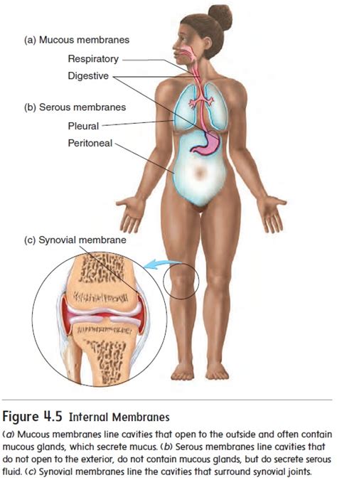 Tissue membranes